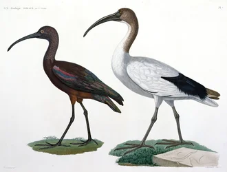 Ibis, da 